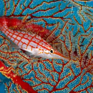 Longnose hawkfish print, Tubbataha Reef Natural Park Longnose hawkfish print, Tubbataha Reef Natural Park