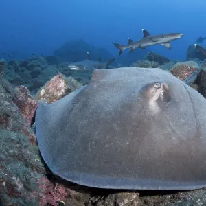 Longtail stingray (Hypanus longus) on reef, Whitetip reef shark (Triaenodon obesus