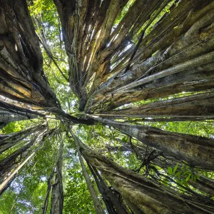 Looking through the aerial roots of a Strangler fig (Ficus zarazalensis) the original