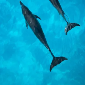 Looking down on Atlantic spotted dolphin {Stenella frontalis} at surface, Bahamas