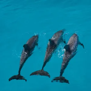 Looking down on Atlantic spotted dolphin {Stenella frontalis} at surface, Bahamas Looking down on Atlantic spotted dolphin {Stenella frontalis} at surface, Bahamas