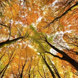 Beech Wood Canopy Print, Peak District Autumn Scene Beech Wood Canopy Print, Peak District Autumn Scene