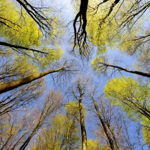 Beech Tree Canopy Print Beech Tree Canopy Print