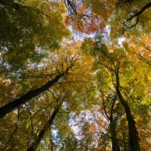 Images Dated 2008 November: 14 Nov 2008