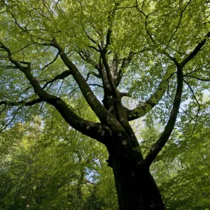 Looking up into canopy of European Beech tree {Fagus sylvatica} in spring, UK