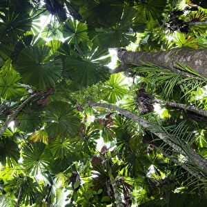 Looking up through the canopy of Fan Palms (Licuala ramsayi) in rainforest, Daintree National Park