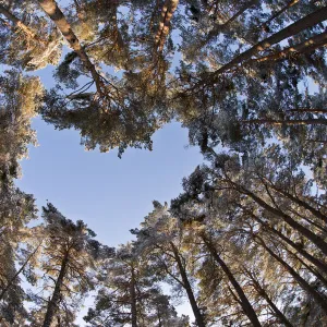 Looking up through the canopy of Scots pine trees (Pinus sylvestris)