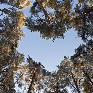 Looking up through the canopy of Scots pine trees (Pinus sylvestris) woodland showing