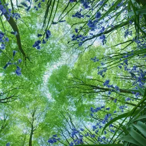 Looking up through carpet of Bluebells (Endymion nonscriptus) to Beech (Fagus sylvatica)