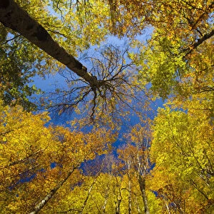 Looking up into European Beech (Fagus sylvatica)tree canopy in autumm colours