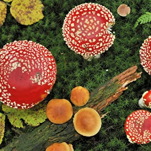 Looking down on a large group of Fly agaric fungi caps {Amanita muscaria} Lorraine