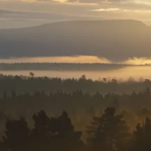 Looking over Rothiemurchus ancient Caledonian pine forest at dawn. Cairngorms National Park