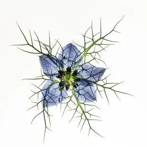 Love in a mist (Nigella damascena), pressed flower on light panel, studio environment. See also image 01717740 which shows the same plant with the image inverted Love in a mist (Nigella damascena), pressed flower on light panel, studio environment. See also image 01717740 which shows the same plant with the image inverted