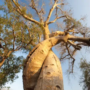 The Lovers Baobabs (Adansonia grandidieri). Near Morondava, Madagascar