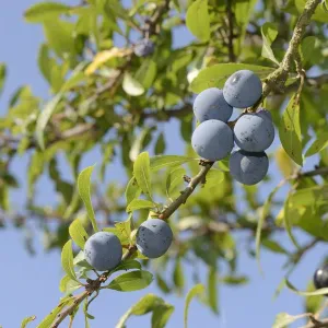 Low angle view of Blackthorn / Sloe berries (Prunus spinosa), Gloucestershire, UK, September