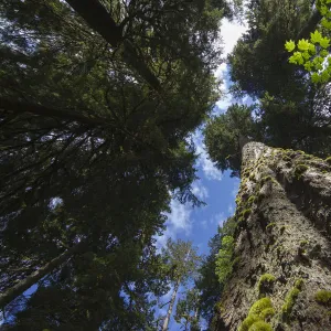 Low angle view of trees in the Hoh Rainforest, Hall of Mosses Trail, Olympic National Park