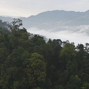Low lying mist / fog over rainforest, morning in Sudian, Tongbiguan Nature Reserve