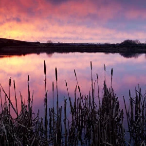 Lower Tamar Lake, colopurful sunrise, reflections and reeds, North Cornwall / Devon border, UK