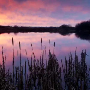 Lower Tamar Lake, colopurful sunrise, reflections and reeds, North Cornwall / Devon border, UK