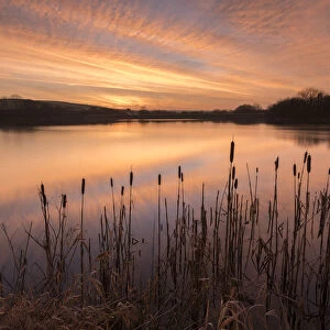Lower Tamar Lakes, reflections and rushes, colurful winter sunrise, North Cornwall, UK