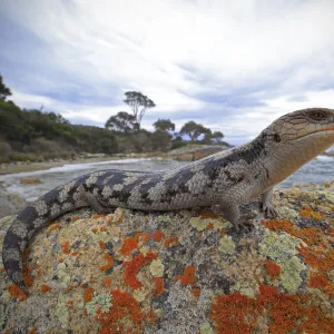 Lowland blotched blue-tongue (Tiliqua nigrolutea) on a coastal bluff in the Bay of