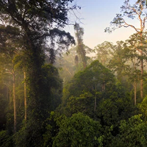 Lowland dipterocarp rainforest canopy at dawn. Danum Valley, Sabah, Borneo, May 2011
