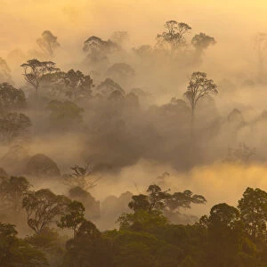 Lowland dipterocarp rainforest at dawn. Danum Valley, Sabah, Borneo, May 2011