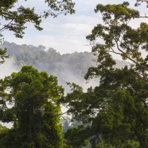 Lowland dipterocarp rainforest at dawn, Danum Valley, Sabah, Borneo Lowland dipterocarp rainforest at dawn, Danum Valley, Sabah, Borneo