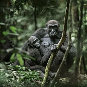 Lowland gorilla (Gorilla gorilla) mother and young in forest, Loango National Park, Gabon. January