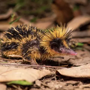 Tenrec de estriado de llanura (Hemicentetes semispinosus) en el suelo del bosque por la noche, Parque Nacional Masoala, noreste de Madagascar. Tenrec de estriado de llanura (Hemicentetes semispinosus) en el suelo del bosque por la noche, Parque Nacional Masoala, noreste de Madagascar.
