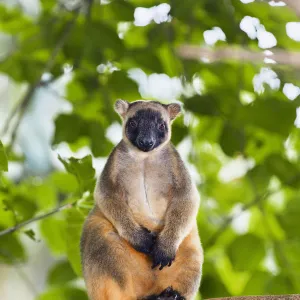 Lumholtzs Tree-kangaroo (Dendrolagus lumholtzi) sitting on branch in rainforest