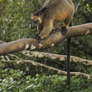 Lumholtzs Tree Kangaroo (Dendrolagus lumholtzi) male perched on tree branch