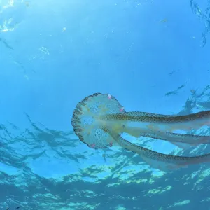 Luminescent jellyfish / Mauve stinger (Pelagia noctiluca) in open water, Gozo Island, Malta