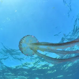 Luminescent jellyfish print, Pelagia noctiluca in open water Luminescent jellyfish print, Pelagia noctiluca in open water