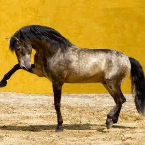 Lusitano Horse Print, Dun Stallion Lusitano Horse Print, Dun Stallion