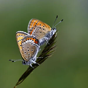 Lycaenid butterflies mating, Mount Cheget, Caucasus, Russia, June 2008