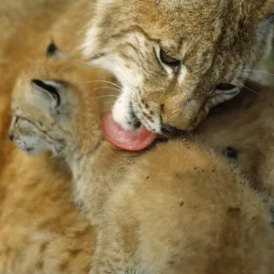 Lynx mother licking its cub {Lynx lynx} captive, Norway