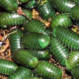 Madagascar green-emerald giant pill millipedes (Zoosphaerium neptunus) Andasibe-Mantadia