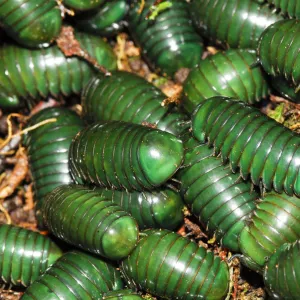 Madagascar green-emerald giant pill millipedes (Zoosphaerium neptunus) Andasibe-Mantadia