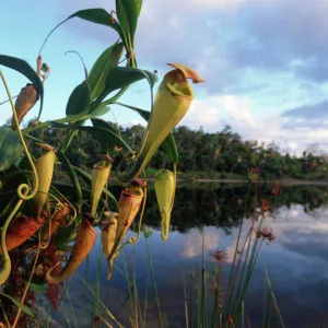 Madagascar pitcher plants {Nepenthes madagascariensis} Pangalanes canal, East Madagascar