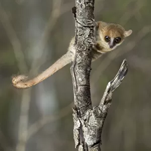 Madame Berthes Mouse Lemur (Microcebus berthae), the worlds smallest primate