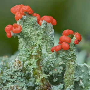 Madames cup lichen (Cladonia coccifera), Peatlands Park, County Armagh