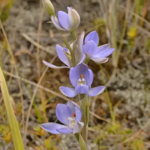 Orquídea sol de Madonna (Thelymitra silena). Tasmania, Australia. Octubre. Orquídea sol de Madonna (Thelymitra silena). Tasmania, Australia. Octubre.