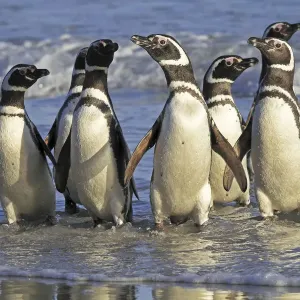 Magellanic penguin (Spheniscus magellanicus), adults coming back from the sea, Saunders Island Magellanic penguin (Spheniscus magellanicus), adults coming back from the sea, Saunders Island
