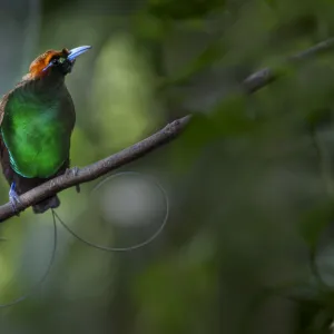 Magnificent bird of paradise (Diphyllodes magnificus) male, Lower montane highlands