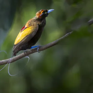 Magnificent Bird of Paradise (Diphyllodes magnificus) male, Lower montane highlands