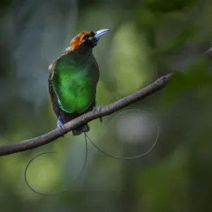 Magnificent Bird of Paradise Print Magnificent Bird of Paradise Print