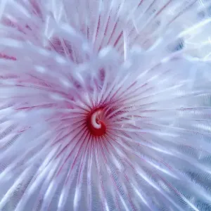 Print of Magnificent Feather Duster Worm, Puerto Galera Print of Magnificent Feather Duster Worm, Puerto Galera