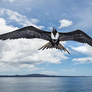 Magnificent frigatebird (Fregata magnificens) in flight, Rabida Island, Galapagos