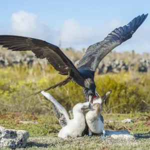 El fregatido magnífico (Fregata magnificens) atacando el bobo de pie azul (Sula nebouxii). El fregatido magnífico (Fregata magnificens) atacando el bobo de pie azul (Sula nebouxii).